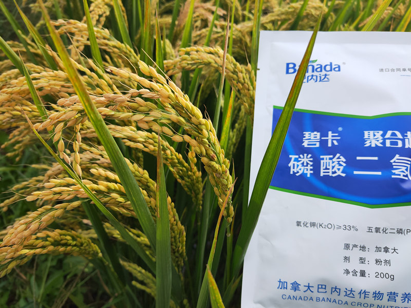 水稻施肥很重要,如何才能正確施肥? 水稻施肥很重要,如何才能正確施肥?