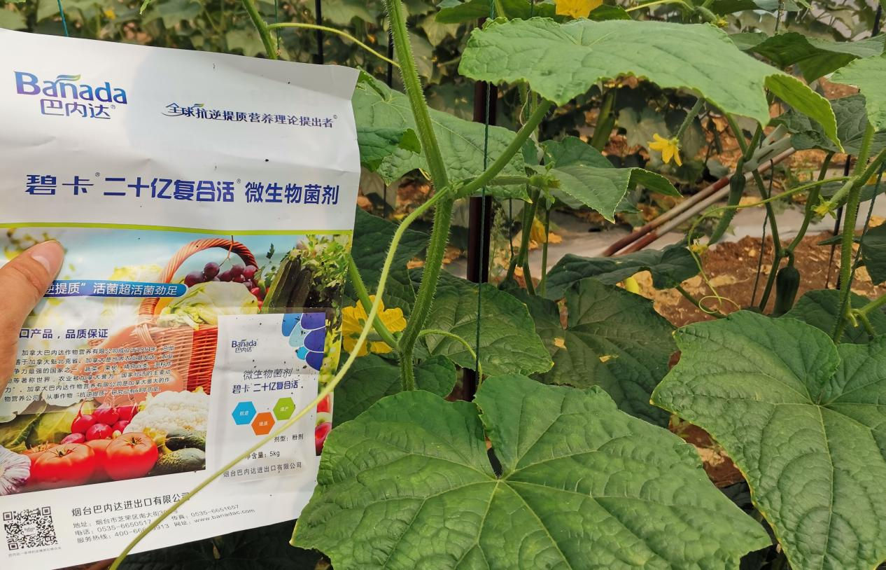 微生物菌劑和菌肥的區別是什么? 微生物菌劑和菌肥的區別是什么?