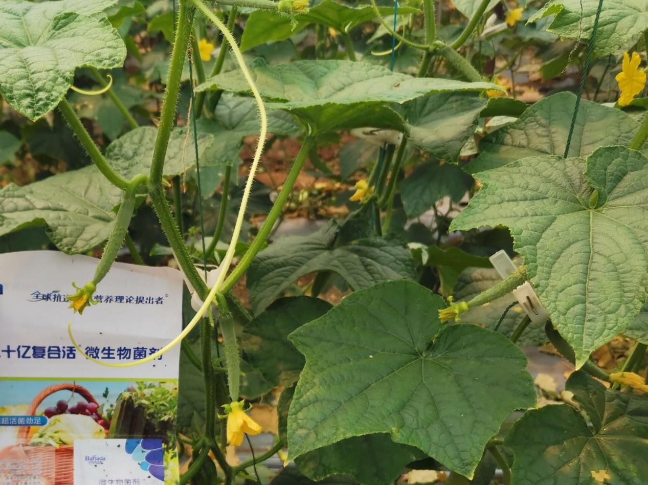 微生物菌劑和菌肥的區別是什么? 微生物菌劑和菌肥的區別是什么?
