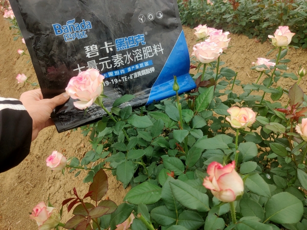 土壤板結用什么肥料好 土壤板結用什么肥料好