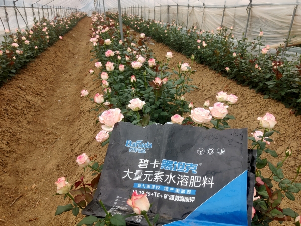 土壤板結用什么肥料好 土壤板結用什么肥料好
